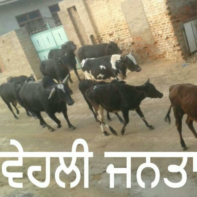 Punjabi Kaint Pics