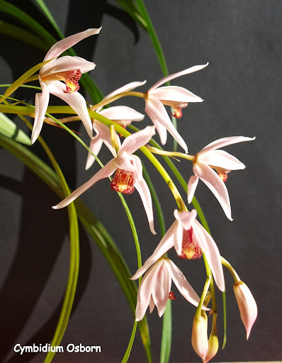 Cymbidium Osborn PC080965