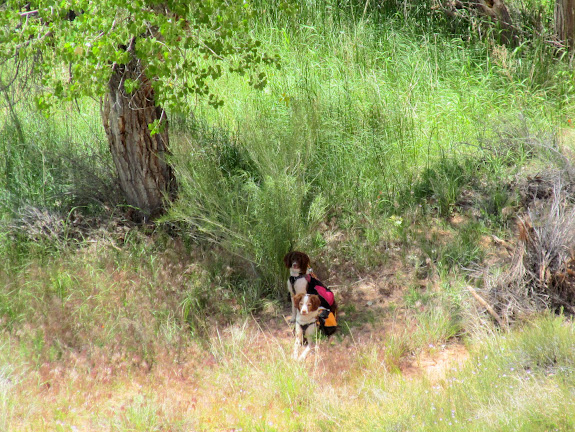 Boulder and Torrey waiting in the shade