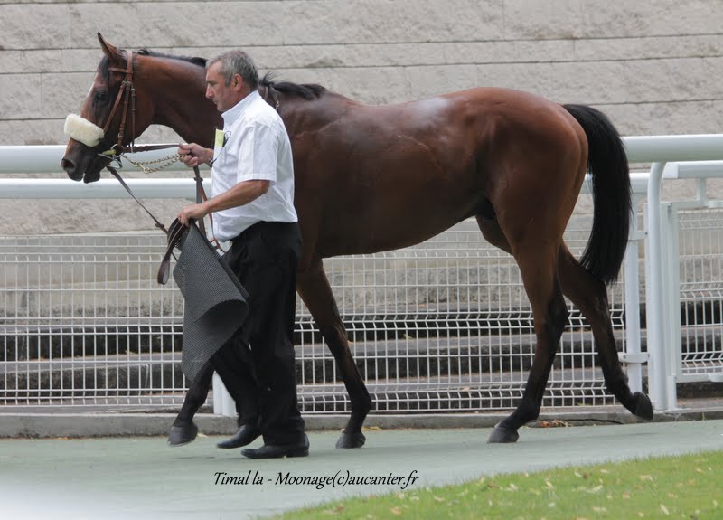 Photos Maisons-Laffitte 5-07-2015 IMG_2169