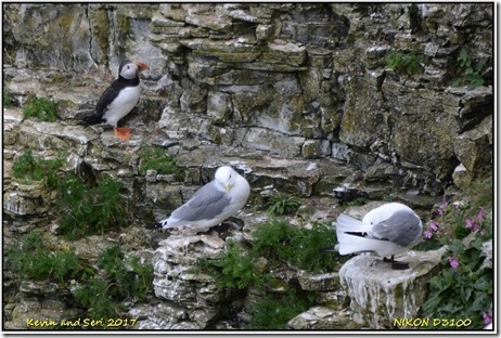 Bempton Cliffs - May