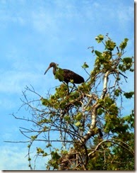 Along the Silver River