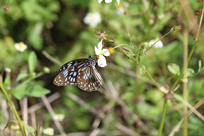 Butterfly holding on to a flower