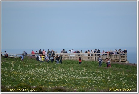 Bempton Cliffs - May