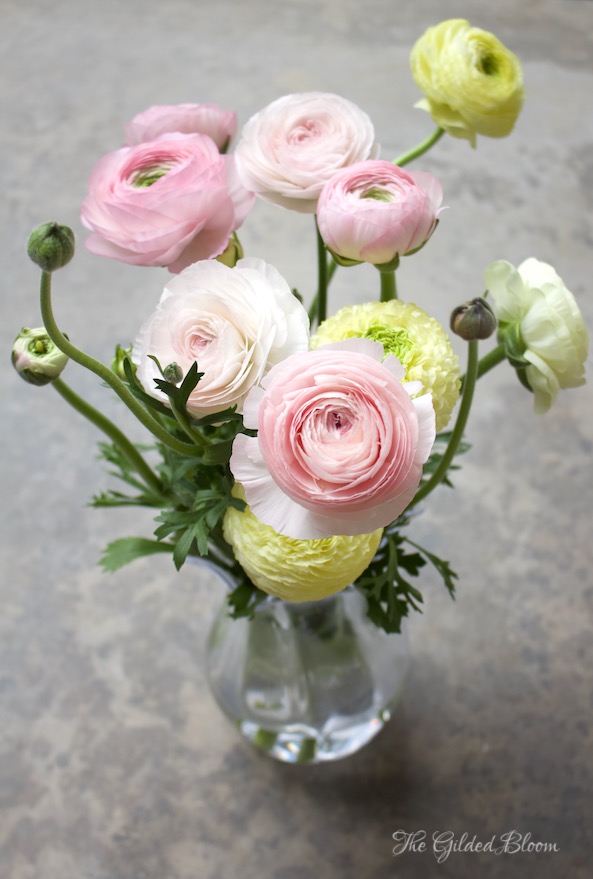 www.gildedbloom.com- The Spring Splendor of Ranunculus