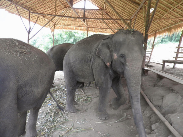 CHIANG MAI: WOODY ELEPHANT CAMP - TAILANDIA Y ANGKOR: BIENVENIDOS A ASIA (2)