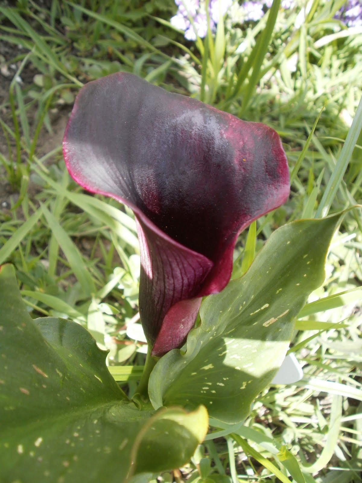 calla lily wedding cakes