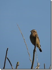 Whinchat