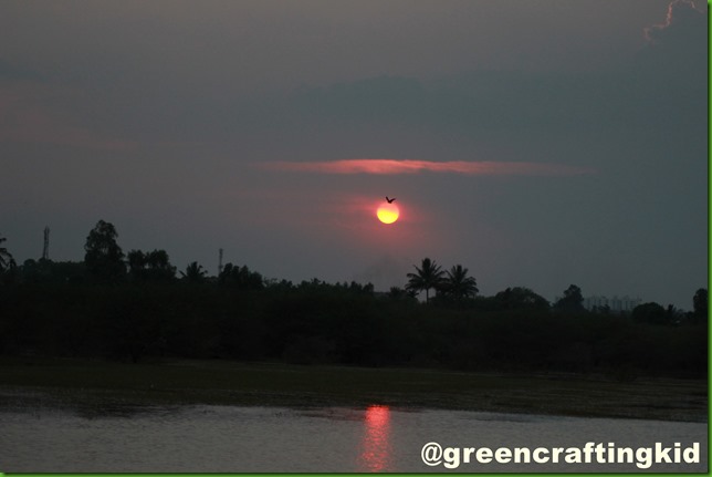 Brahminy flying over sunset