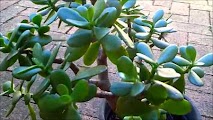 Jade Plant in a Pot