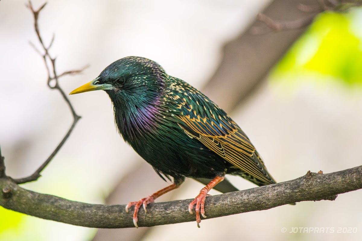 Common starling