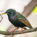 Common starling