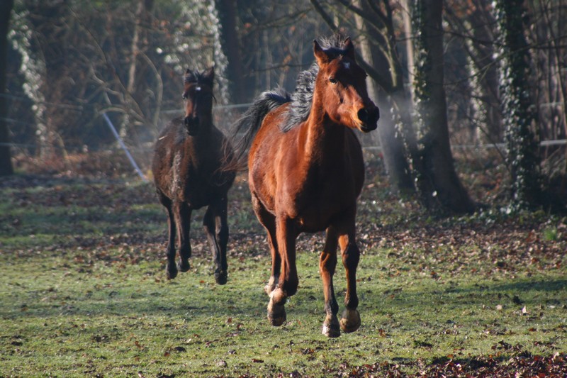 2011 - Byzance de Gardaine, shagya - Page 5 160213