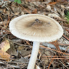 Amanita sect. Vaginatae