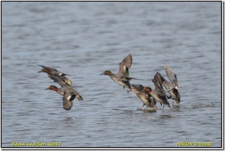 Slimbridge WWT - January