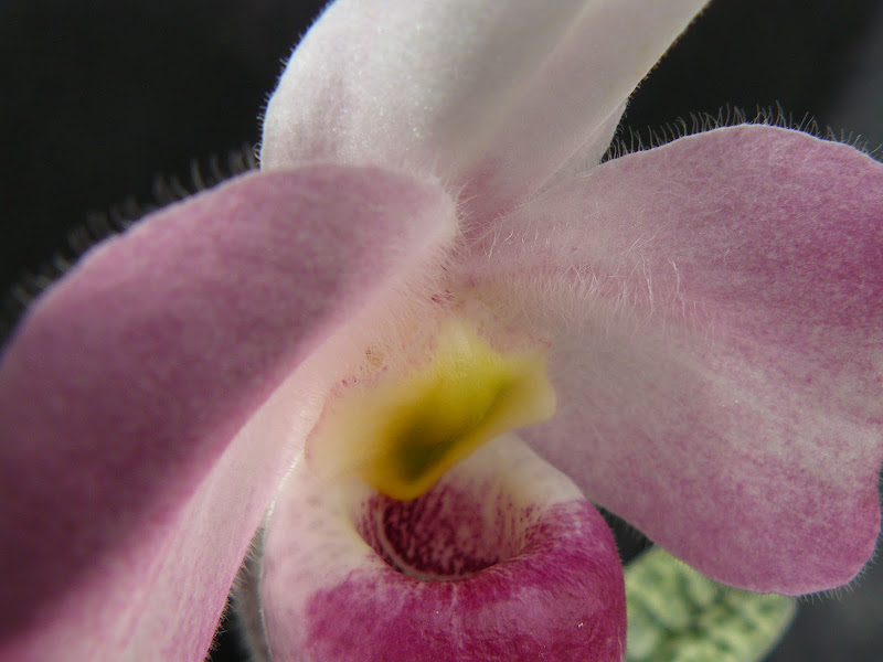 Paphiopedilum vietnamense P1040170