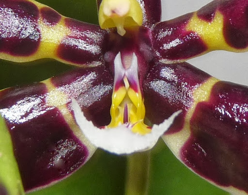 Phalaenopsis mannii black P1370144