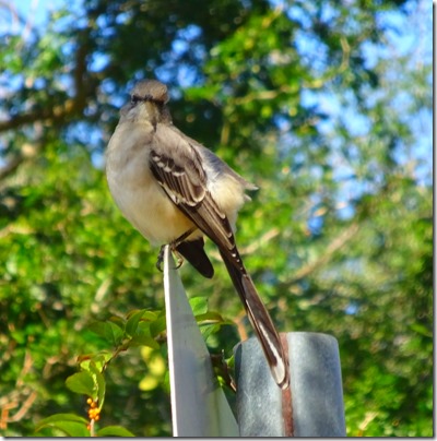 Northern Mockingbird