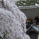 京都御苑,桜(K32_6423,130 mm,F5.6,iso100)2016yaotomi 1.jpg