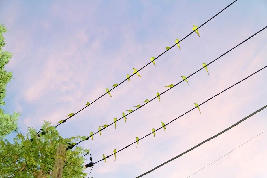 yoshinori-mizutani-tokyo-parrots-2