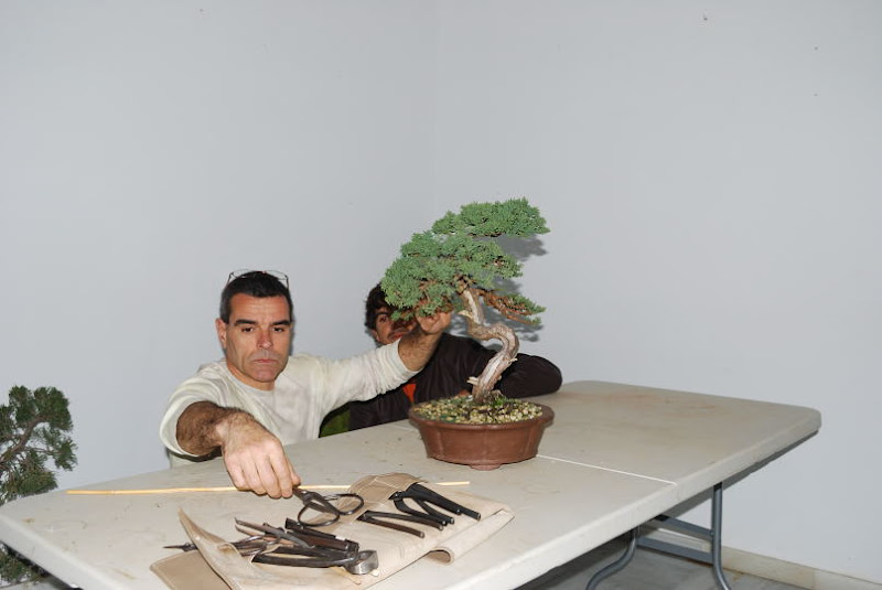 XI Exposición Invernal de bonsai de la A.S.B. Chokkan 110%252520XI%252520Exp.Inv.%252520ASBC%25252020111202%252520058