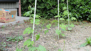 成長したゴーヤ