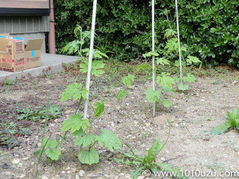 成長したゴーヤ