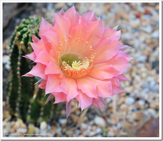 160519_Echinopsis_in_front_yard_005