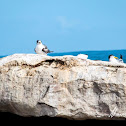 Swift Tern