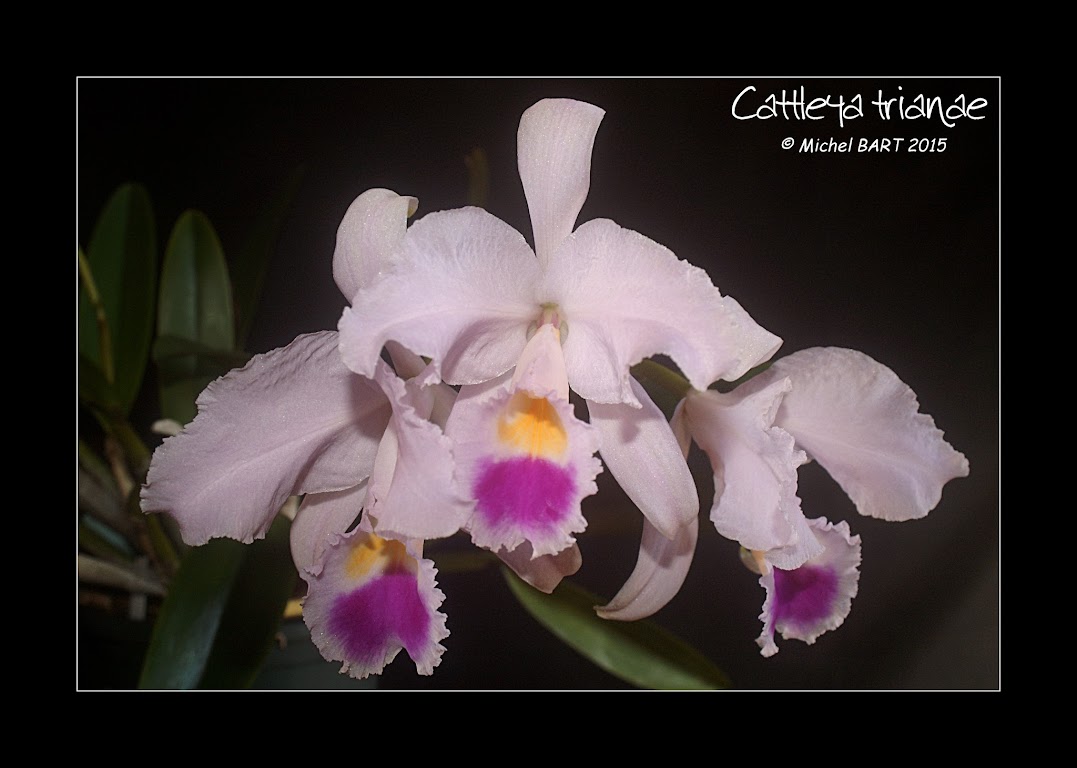 Cattleya trianae -y9R8KDj06gtQNbs6ScphmIcPoqtq4z-cPNWSjrS4s7z_hDLKluN9uN7TUW7CjGtHCa9s9G_JzzZvQ=w1366-h768-no