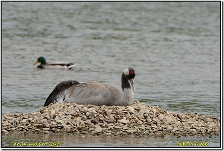 Slimbridge WWT - May