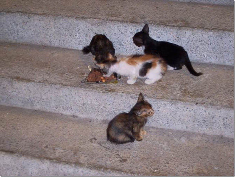 clip_image006