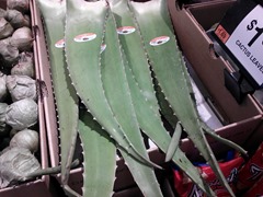 aloe vera leaves