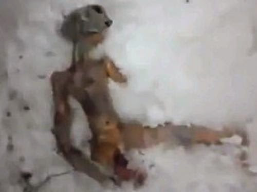 Dead Alien Found In Siberian Snow After Glowing Pink And Blue Lights Crash From Sky