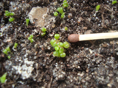 Кактусы из семян - Страница 4 DSC02609