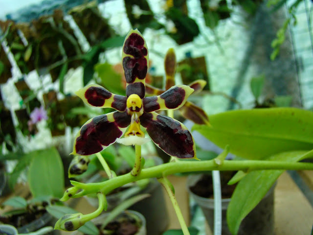 Phalaenopsis mannii "black" DSC01182