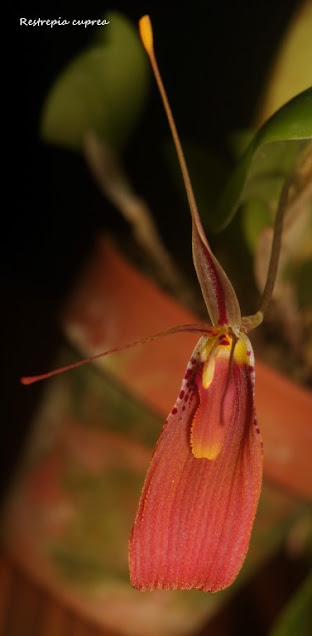 Restrepia cuprea IMG_0084b+%2528Medium%2529