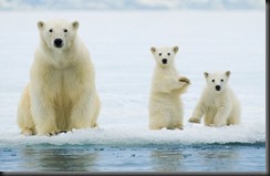 Save the Polar Bear....and fix your Check Engine Light!