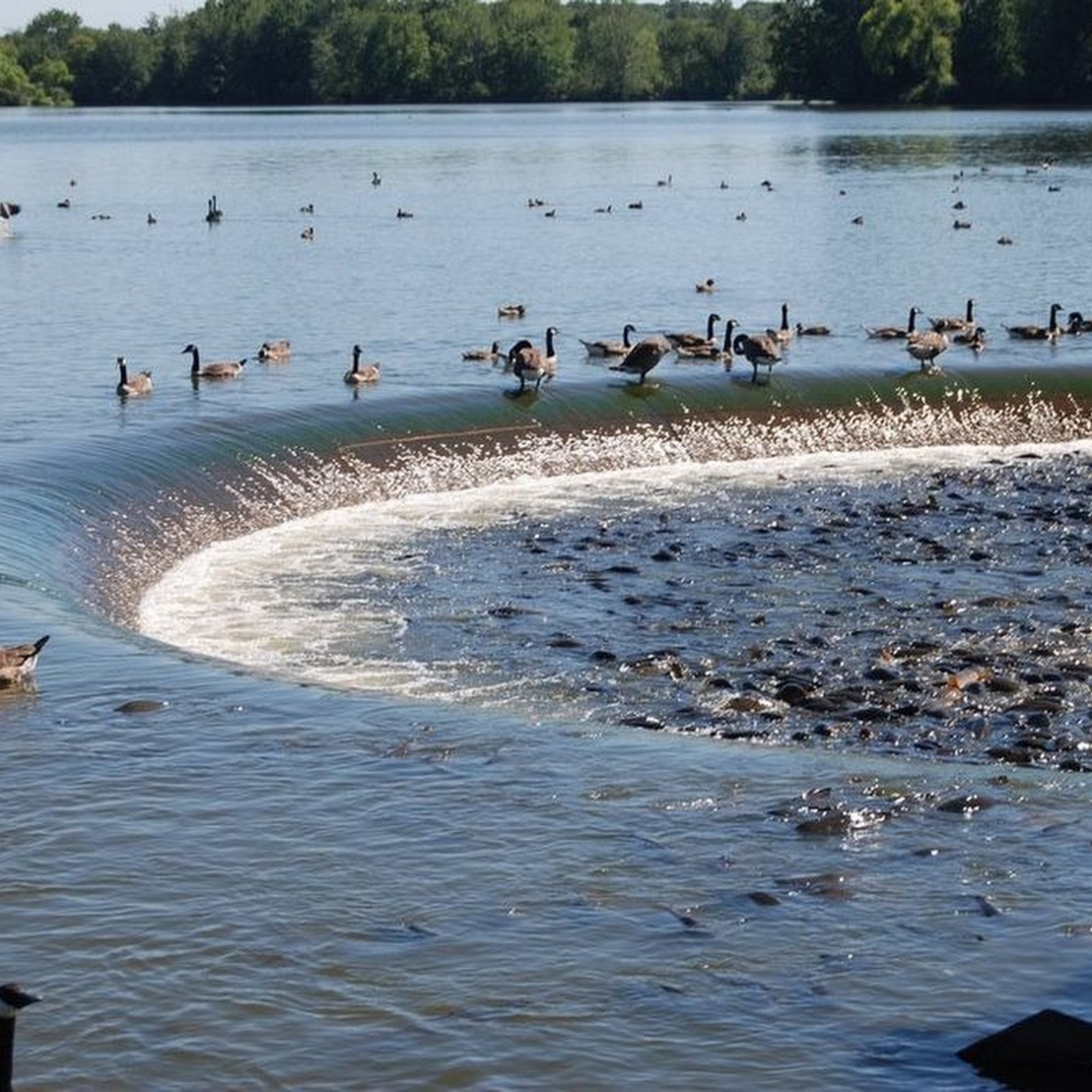 Linesville Spillway: Where Ducks Walk on Fishes