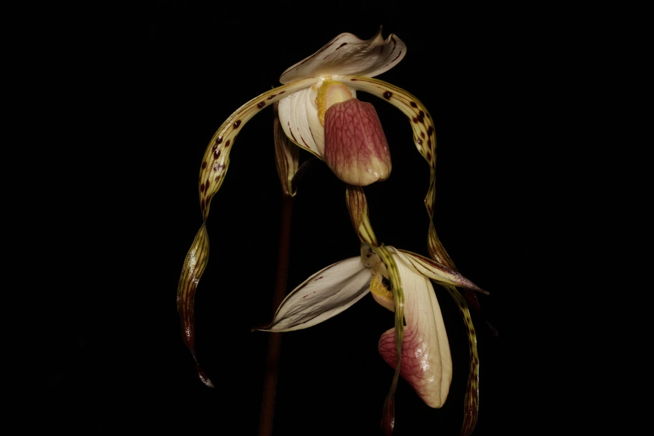 Paphiopedilum stonei IMG_7046