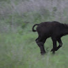 cape buffalo