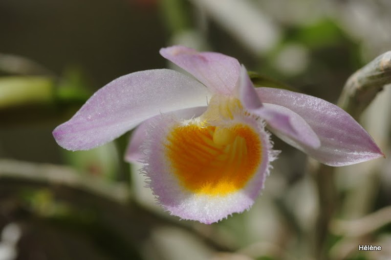 Dendrobium loddigesii Dendrobium+loddigesii2