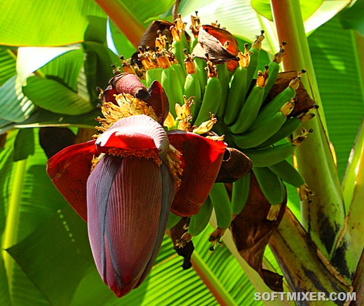 banana-growing