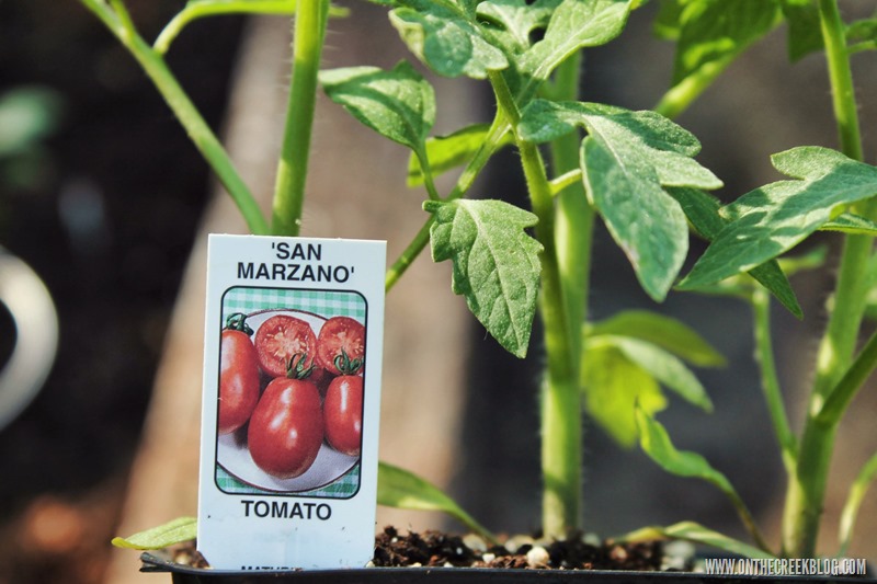 Vibrant and diverse array of homegrown vegetables and plants, capturing the essence of a thriving backyard garden. | on the creek blog // www.onthecreekblog.com