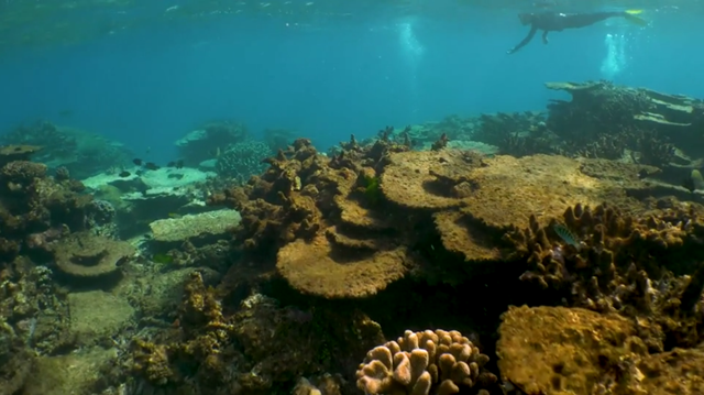 Screenshot from the CNN documentary, 'Race to save the reef', showing dead coral covered with brown slime at the Great Barrer Reef, 24 August 2018. Photo: Tom Booth and Stuart Ireland / CNN