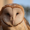 Barn Owl