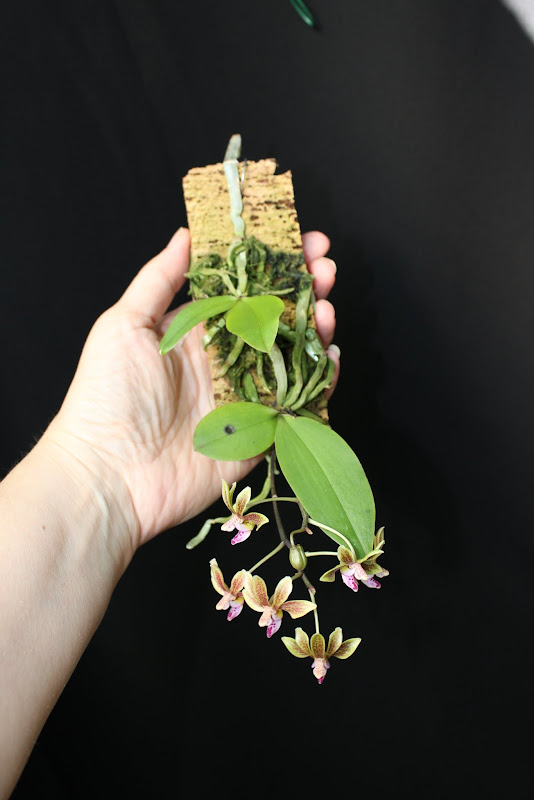 Phalaenopsis Lea Mini (honghenensis x finleyi) - Page 2 IMG_1727