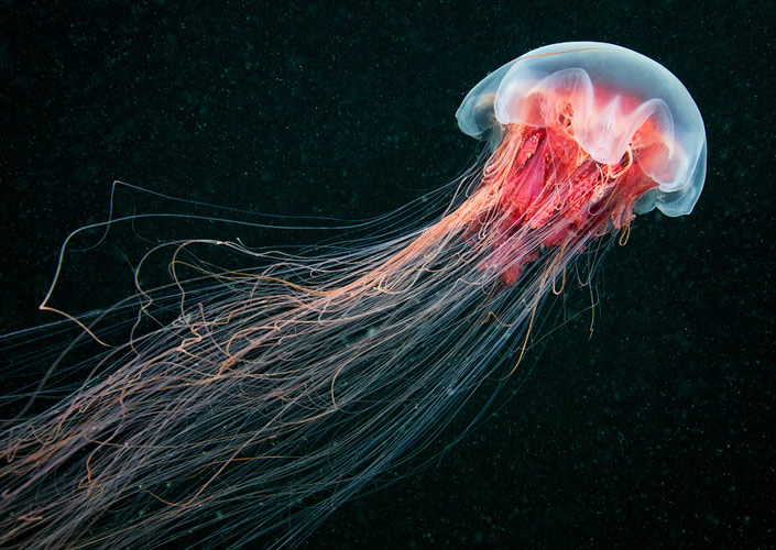 من أعماق المحيط : مخلوقات مذهلة Glowing+Underwater+Creatures_semenov_01