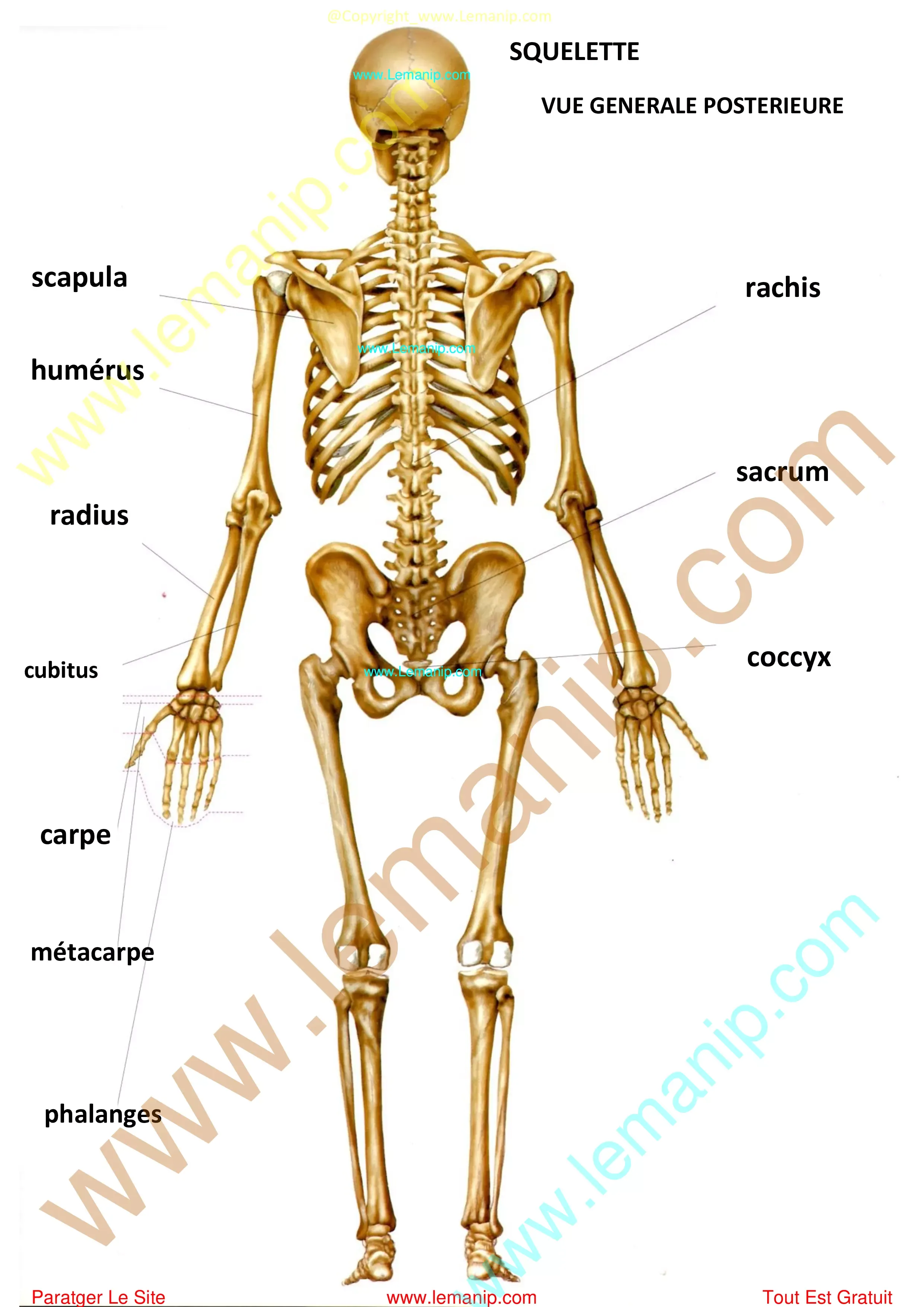 Squelette Anatomique Humain Physiologique PHIL - YLEA