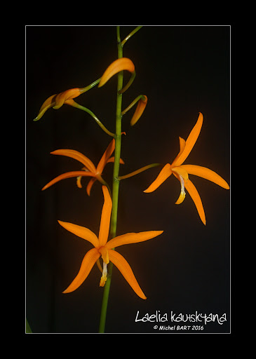 Cattleya (Hoffmannseggella) kautskyana Laelia_kautskyana2